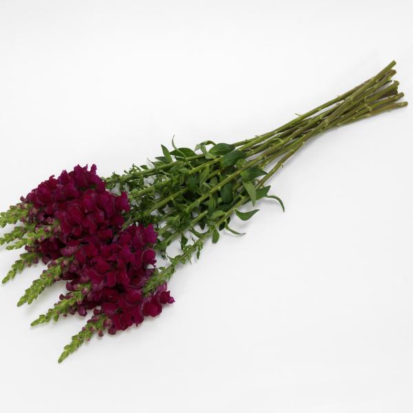 Image Of Snapdragon Potomac Royal