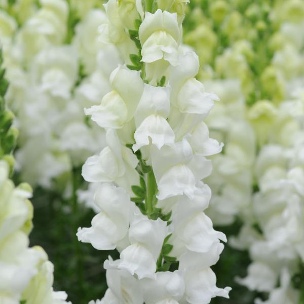 Image Of Snapdragon Potomac White