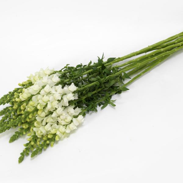 Wholesale Snapdragon Cut Flower Liners