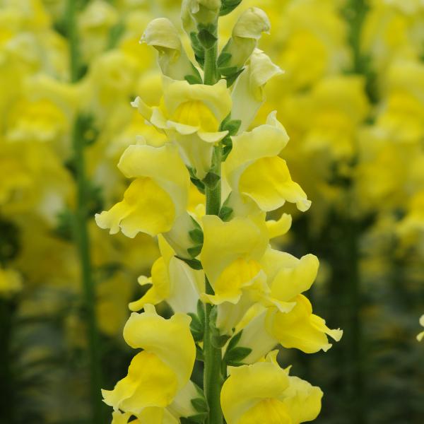 Image Of Snapdragon Potomac Yellow