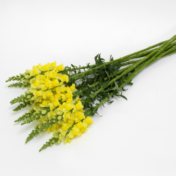Snapdragon-Potomac-Yellow-1781703059.png