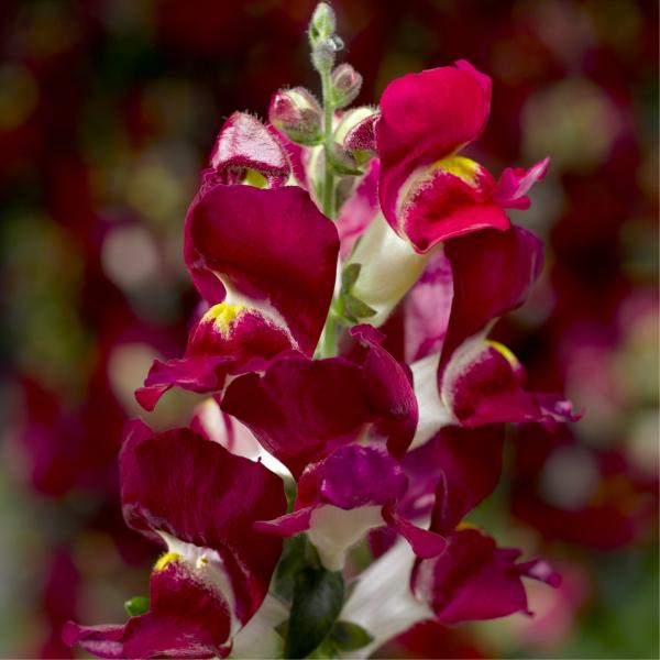 Image Of Snapdragon Snaptini Burgundy Bicolor