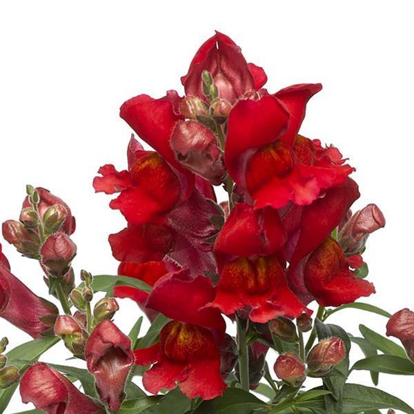 Image Of Snapdragon Snaptini Scarlet