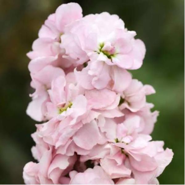 Image Of Stock Column Appleblossom