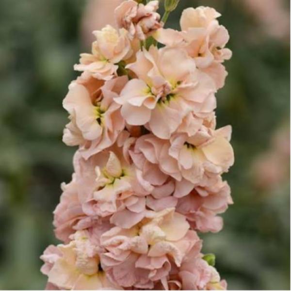 Image Of Stock Column Apricot