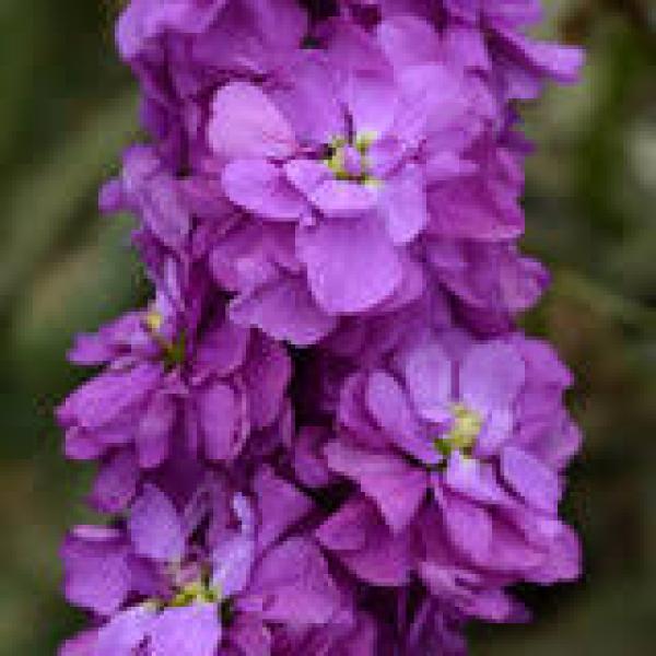 Image Of Stock Column Lilac Lavender