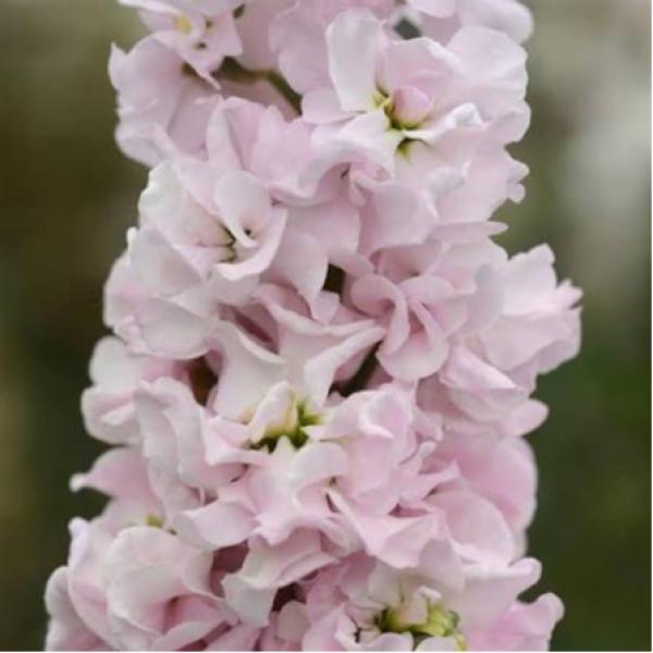 Image Of Stock Column Malmaison Pink