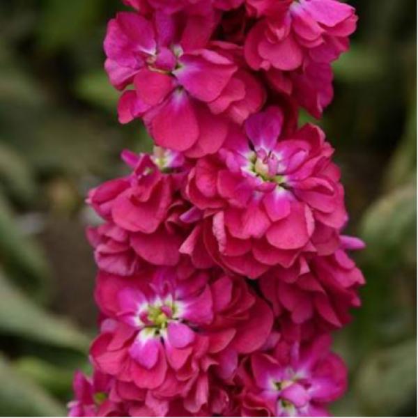 Image Of Stock Column Miracle Crimson