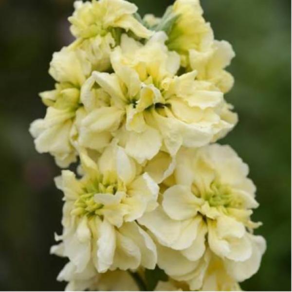 Image Of Stock Column Miracle Gold