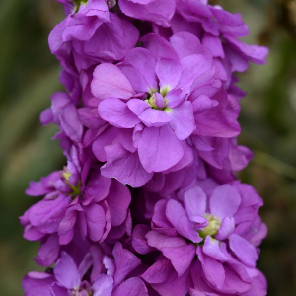 Stock-Column-Miracle-Mid-Blue-1792092930.png
