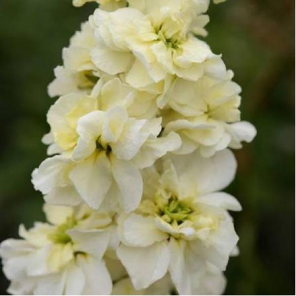 Image Of Stock Column Miracle Yellow