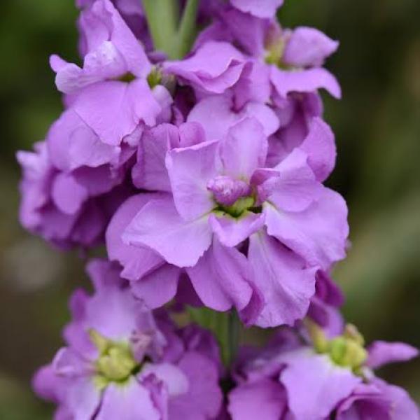 Stock-Column-Pacific-Blue-1783602250.jpeg