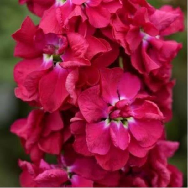 Image Of Stock Column Pacific Crimson