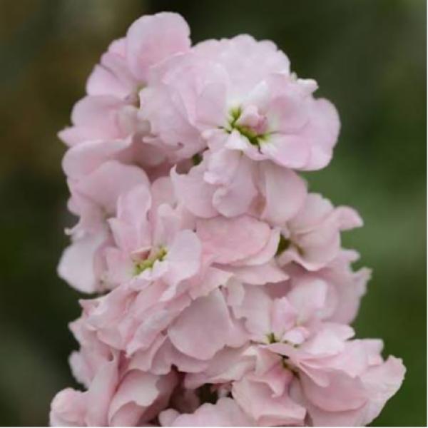 Image Of Stock Column Pink Sweetheart