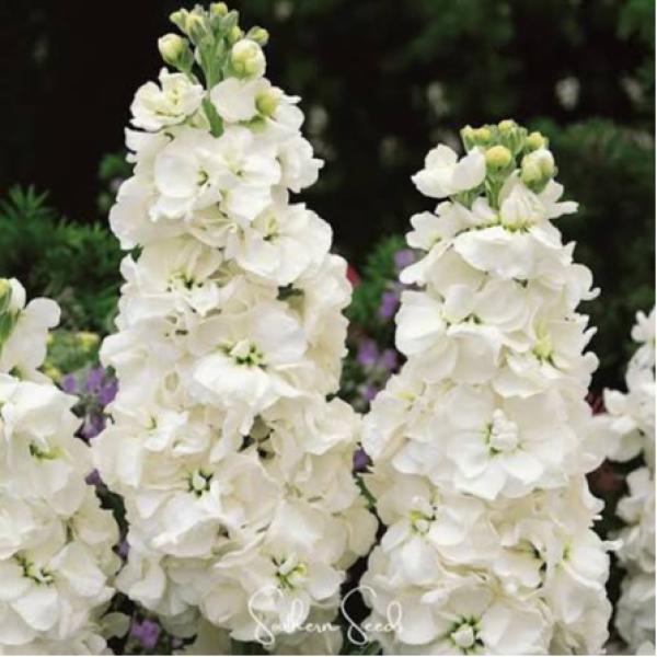 Image Of Stock Column White Goddess