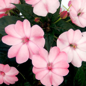 Sunpatiens-Compact-Blush-Pink-WEB.jpg