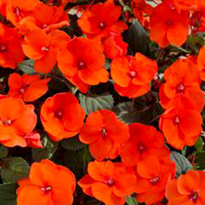 Sunpatiens-Compact-Hot-Coral-WEB.jpg