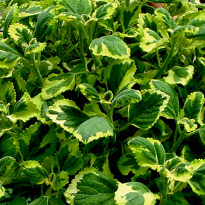 Swedish-Ivy-Ciliatus-Golden-Website.jpg