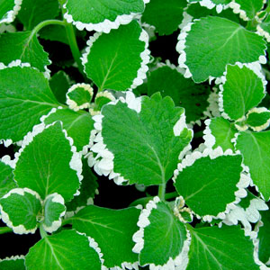 Swedish-Ivy-Cilitus-Upright-White-Website.jpg