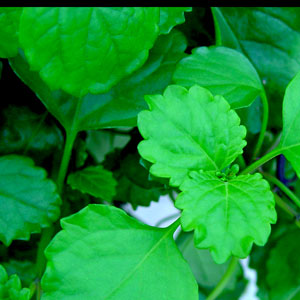 Swedish-Ivy-Green-Website.jpg