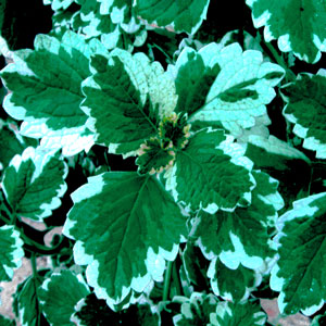 Swedish-Ivy-Mint-Website-2.jpg