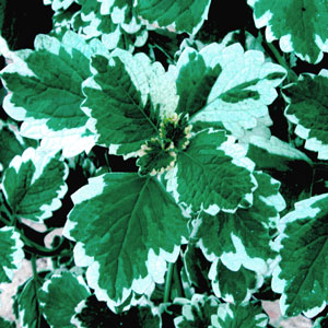 Swedish-Ivy-Mint-Website-3.jpg
