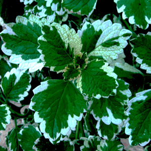 Swedish-Ivy-Mint-Website.jpg