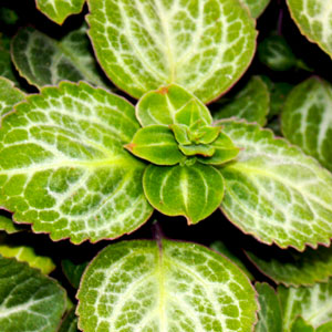 Swedish-Ivy-emerald-lace-Website.jpg