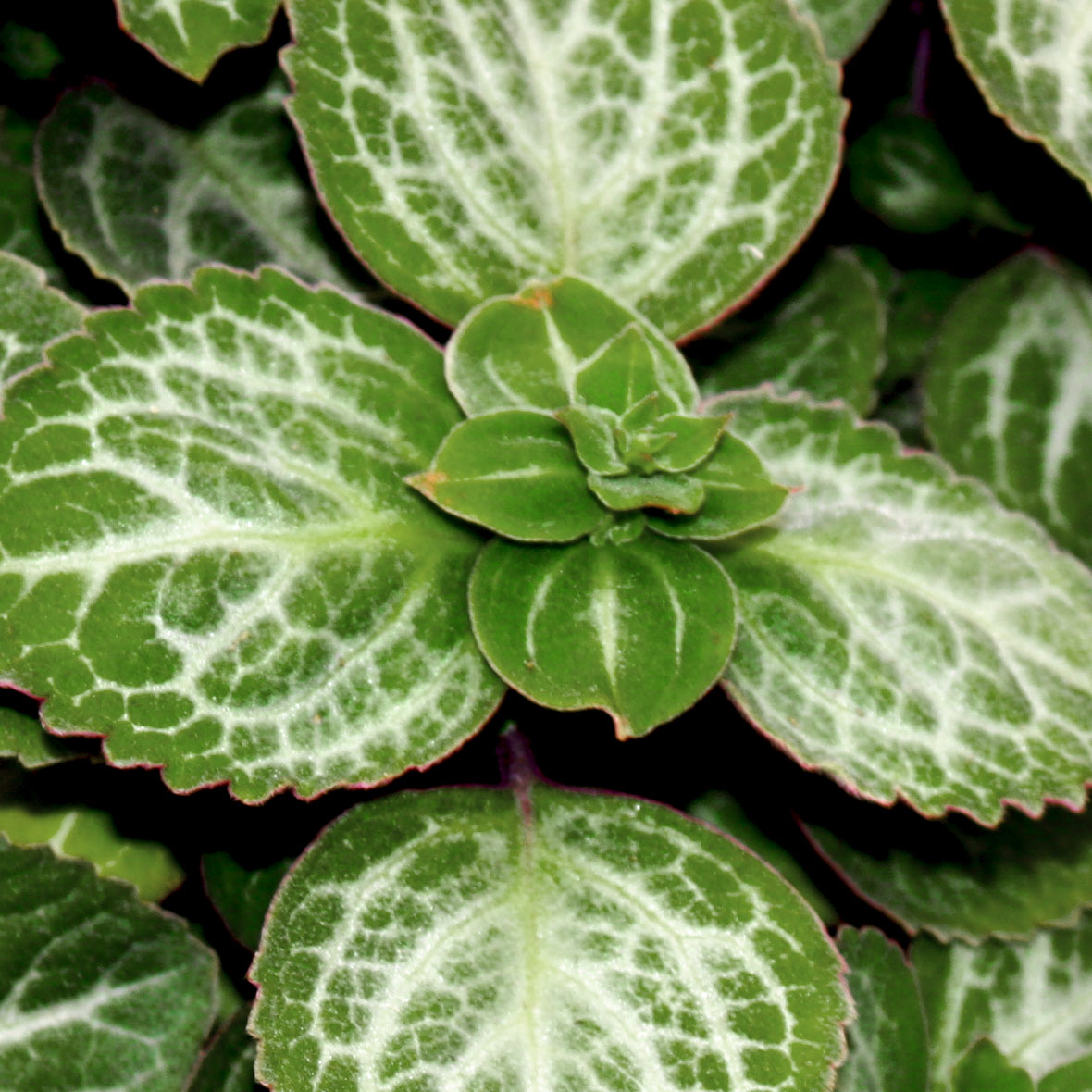 Swedish-Ivy-emerald-lace-Website_improved.jpg