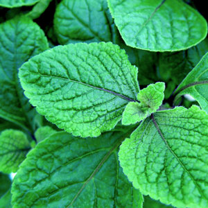 Swedish_Ivy_Purple-Website.jpg