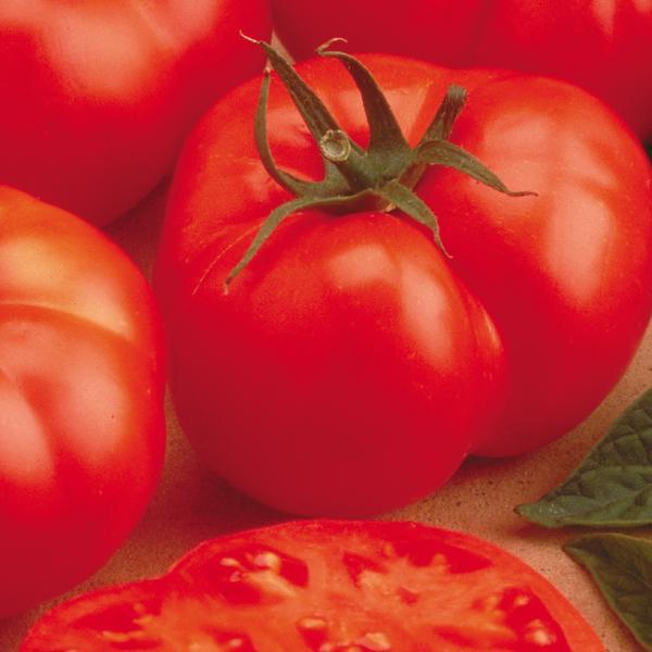 Tomato