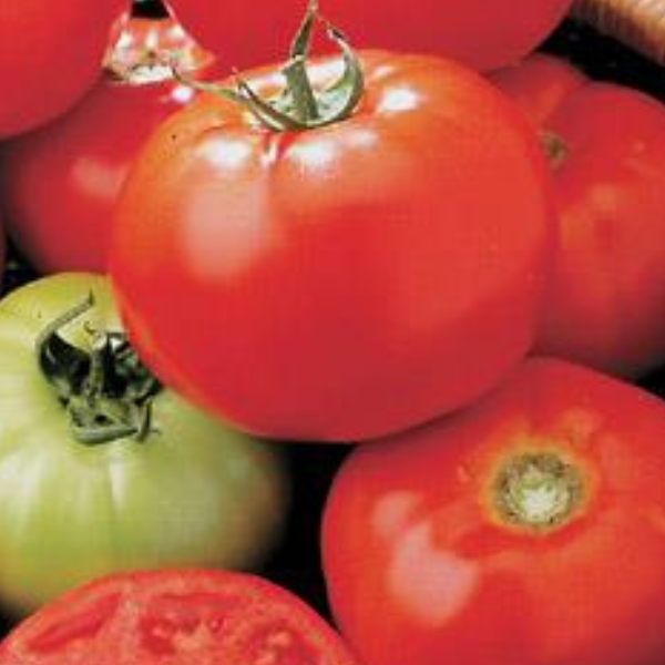 TOMATO CELEBRITY
