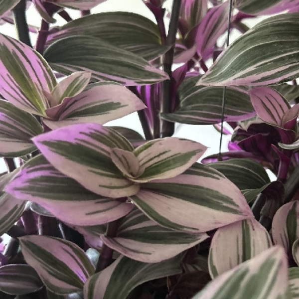 TRADESCANTIA NANOUK