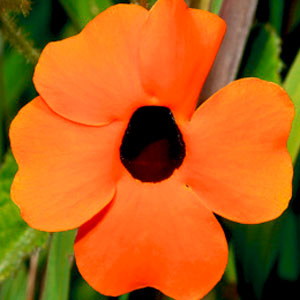 Thunbergia-Orange-Black-Eye-Susan-WEB.jpg