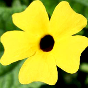 Image Of Thunbergia Yellow Black Eye Susan
