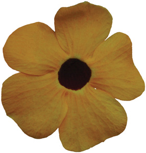 THUNBERGIA ORANGE BLACK EYE SUSAN