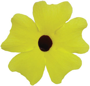 THUNBERGIA YELLOW BLACK EYE SUSAN