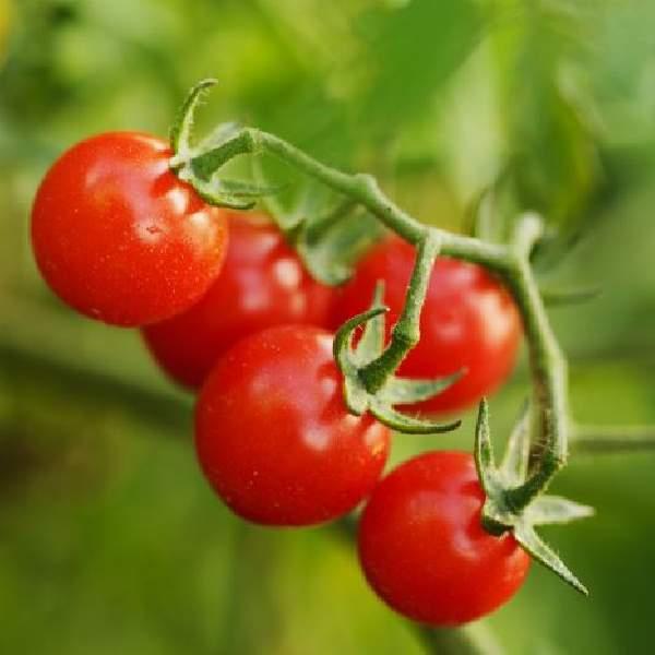 Tomato Pink Charmer (cherry)