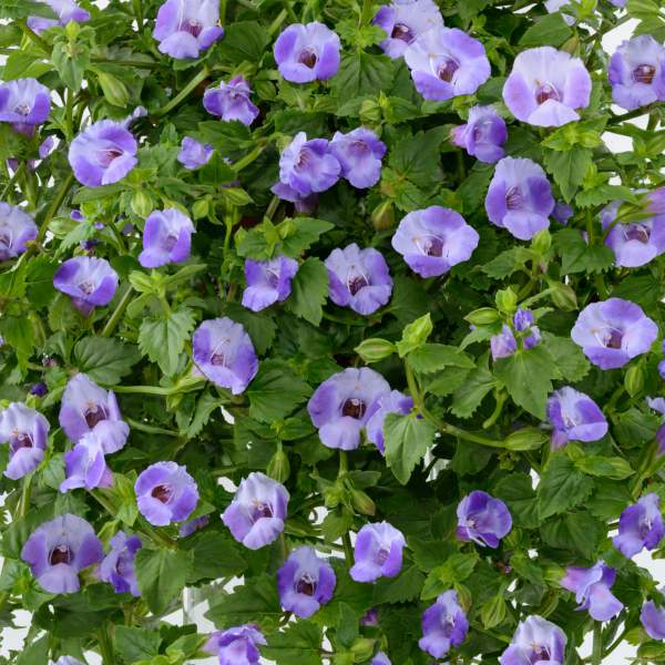 TORENIA MOON BLUE