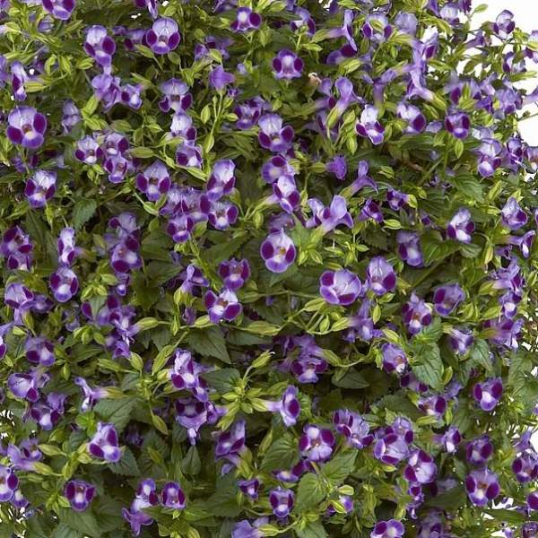 TORENIA MOON PURPLE