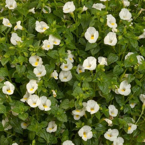 TORENIA MOON WHITE