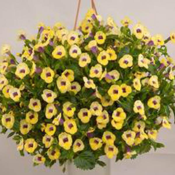 TORENIA MOON YELLOW