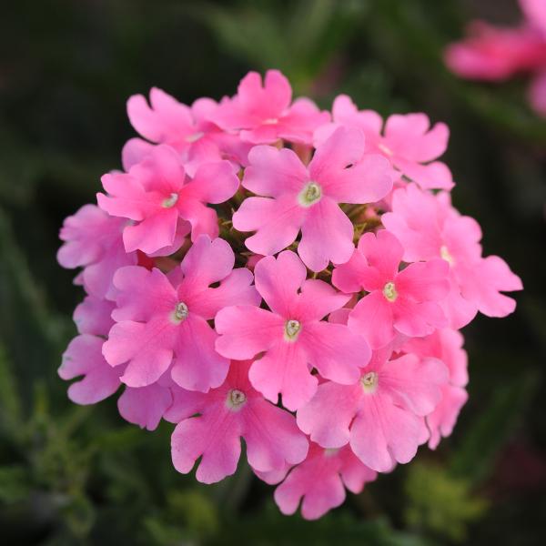 Verbena-Quartz-XP-Mix-Copy-1790963591.jpg