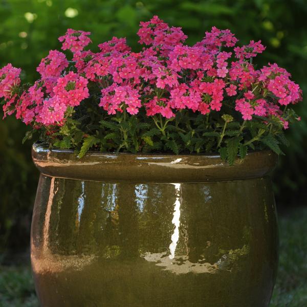 Verbena-Quartz-XP-Pink-1790963625.jpg