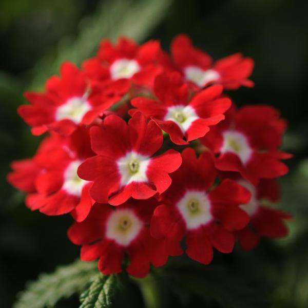 Verbena-Quartz-XP-Purple-Copy-1790963702.jpg