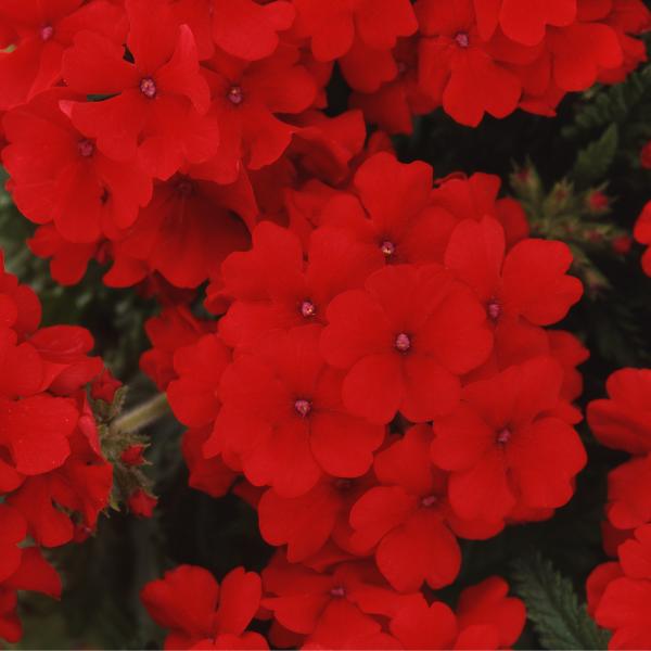 Verbena-Quartz-XP-Scarlet-1790963833.jpg