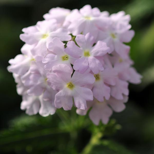 Verbena-Quartz-XP-Scarlet-Copy-1790963865.jpg