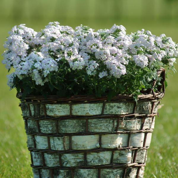 Verbena-Quartz-XP-Silver-1790963946.jpg