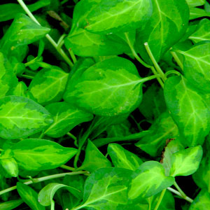 Vinca-Vine-Maculatta-Website.jpg