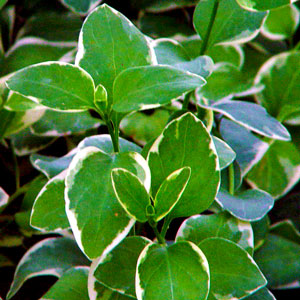 Vinca-Vine-Variegated-Website.jpg